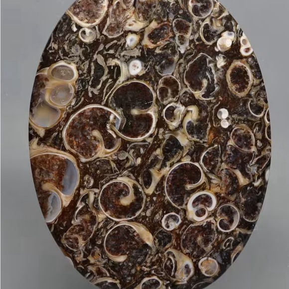 Turtella Fossil Agate - Picture 1 of 4